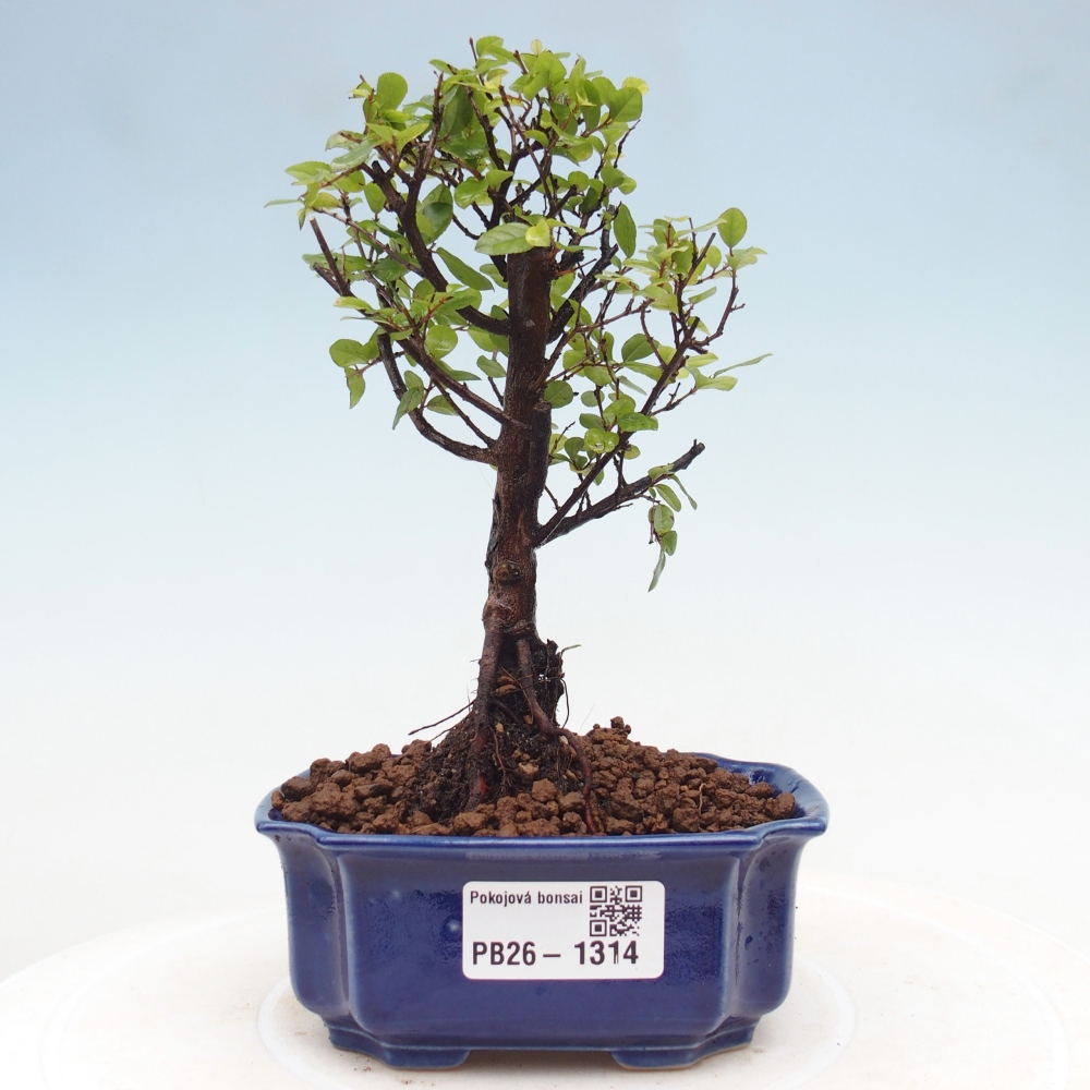 Kryty bonsai - Sagerécie thea - Sagerécie thea