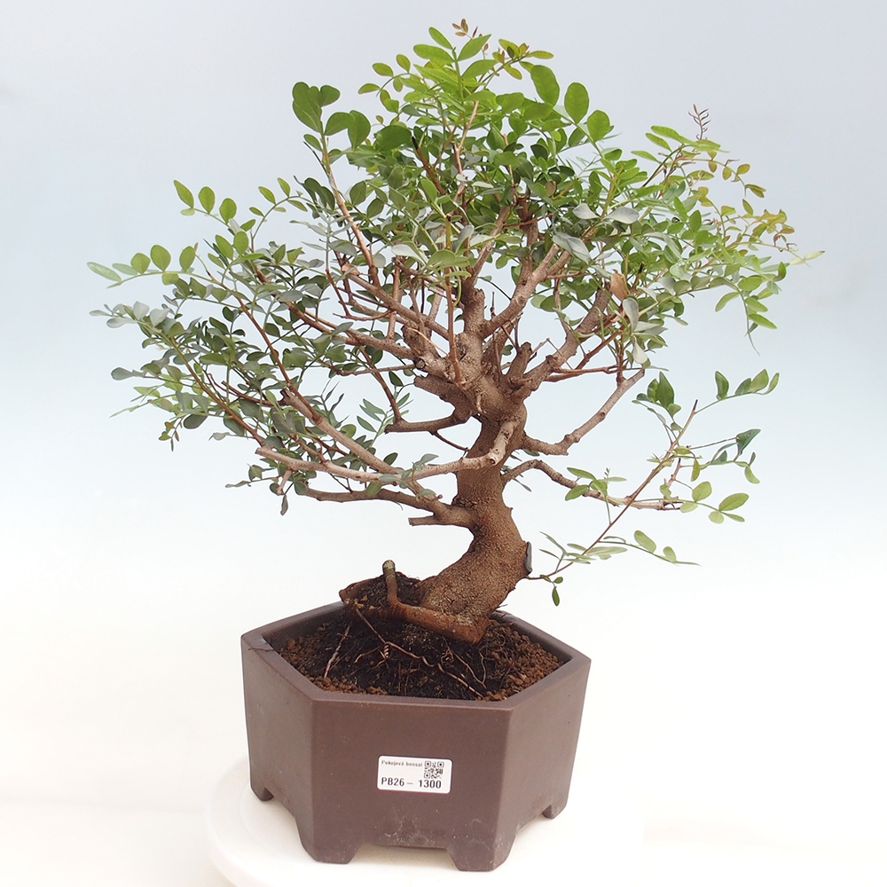 Bonsai pokojowe - Pistacja