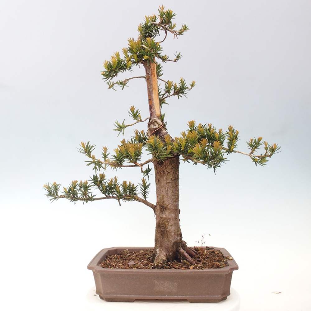 Bonsai na zewnątrz - Taxus cuspidata - cis japoński
