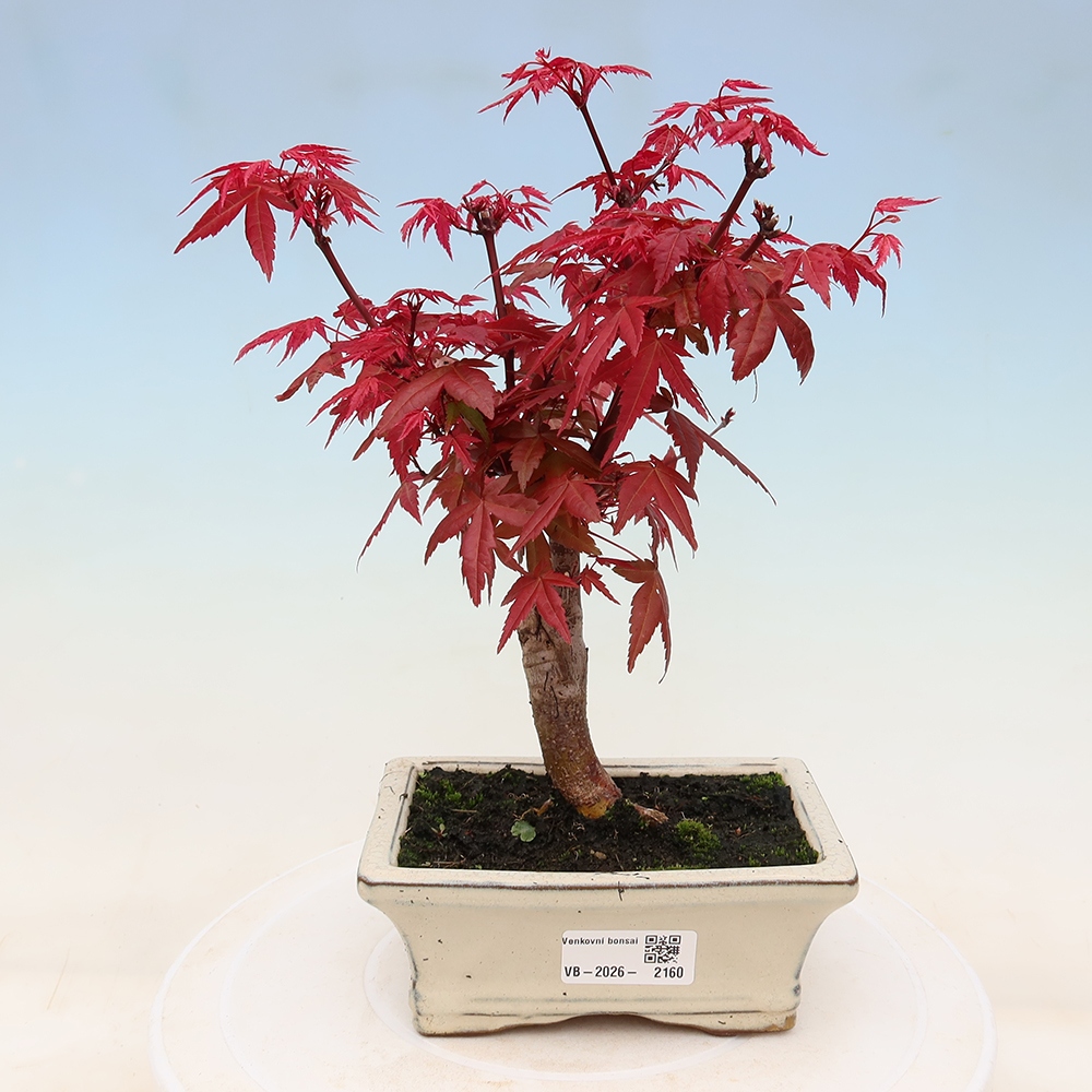 Outdoor bonsai - Acer palmatum DESHOJO