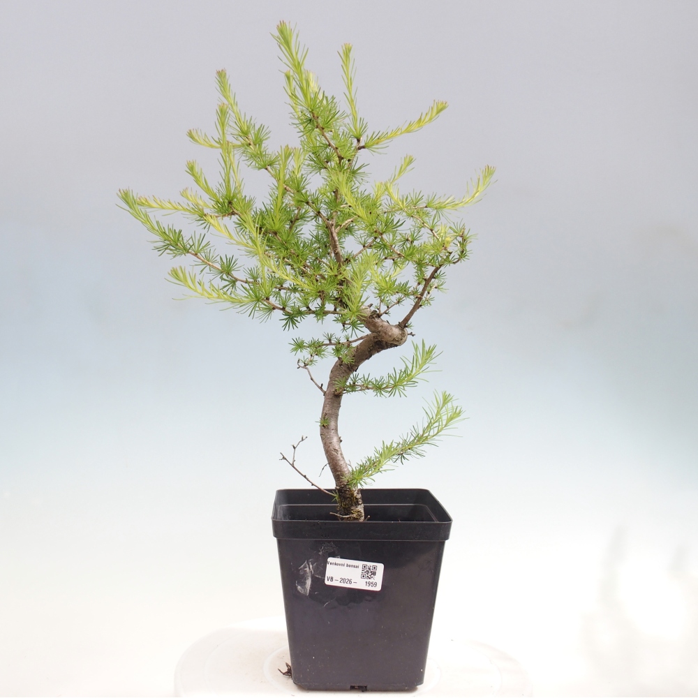 Bonsai zewnętrzne - Larix decidua - Modrzew