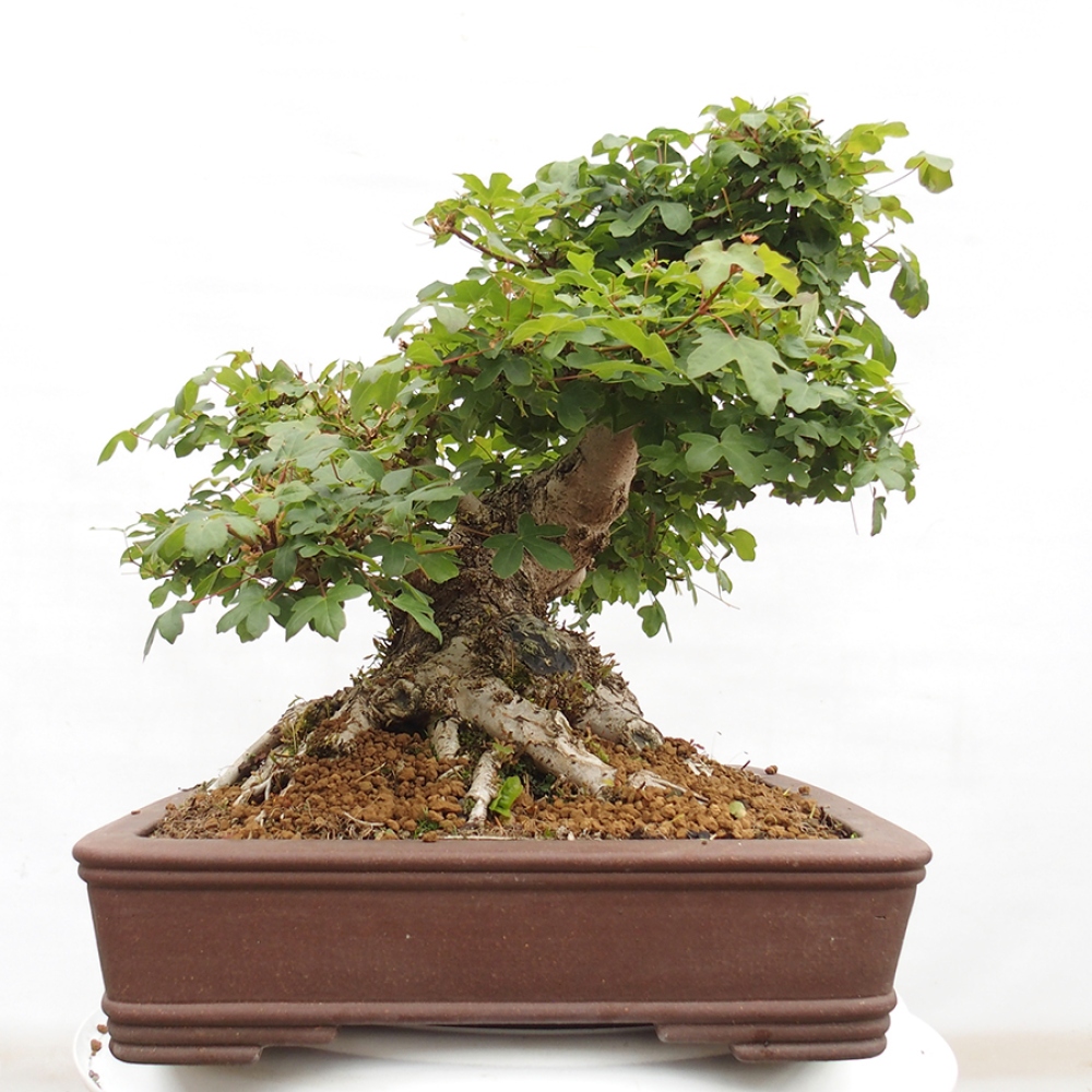 Bonsai zewnętrzne - Klon Francuski - Acer Nonspessulanum
