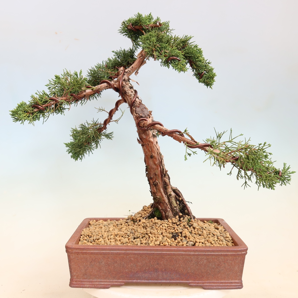 Outdoor bonsai - Juniperus chinensis Kishu