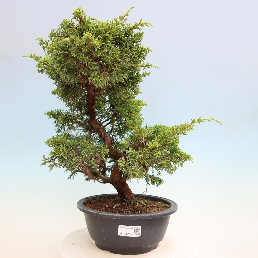 Bonsai ogrodowe – Juniperus chinensis Itoigawa – jałowiec chiński