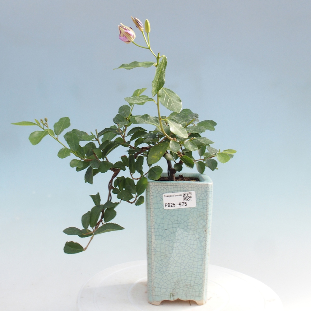 Kryty bonsai - Grewia occidentalis - Lawendowa gwiazda