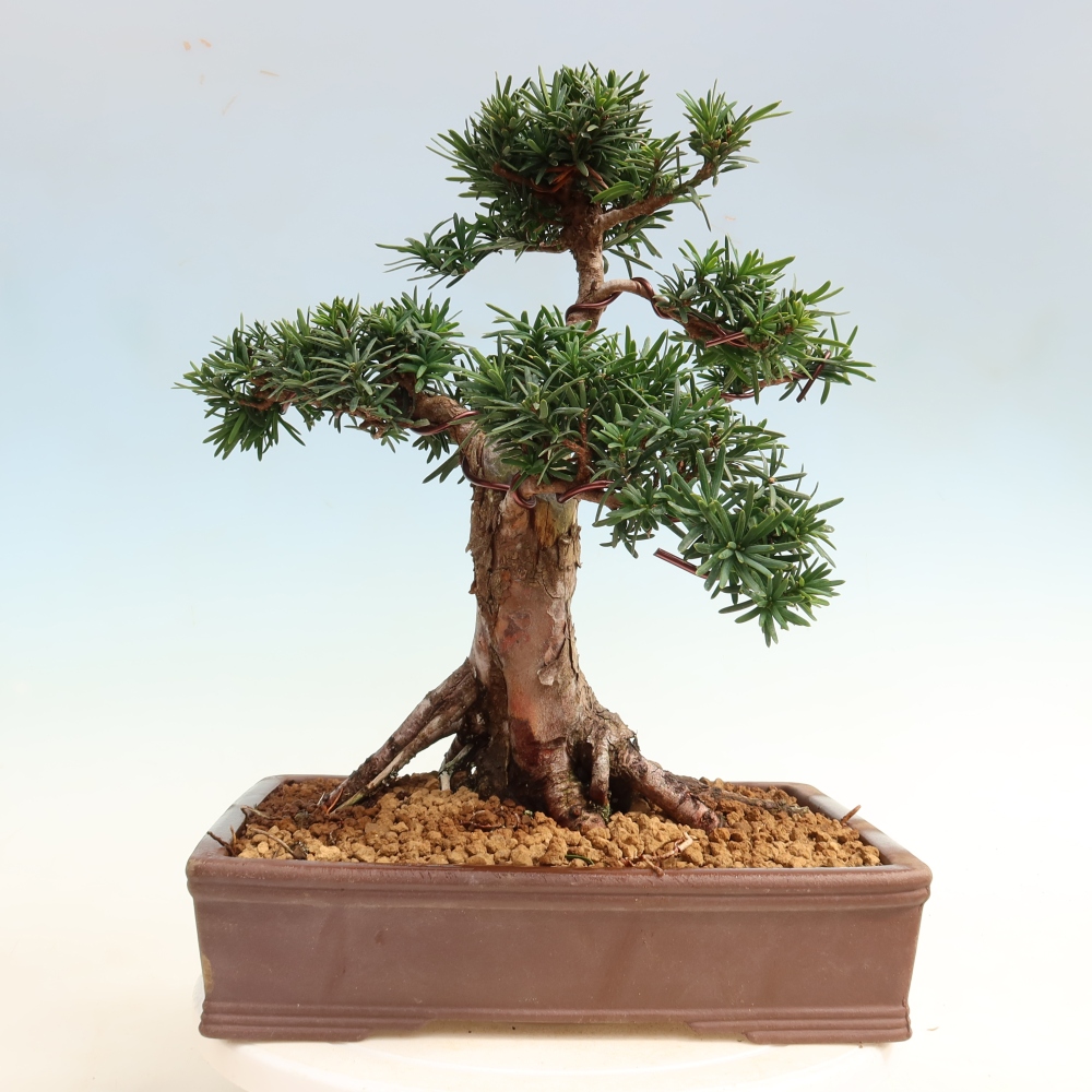 Bonsai ogrodowe – Taxus cuspidata – cis japoński