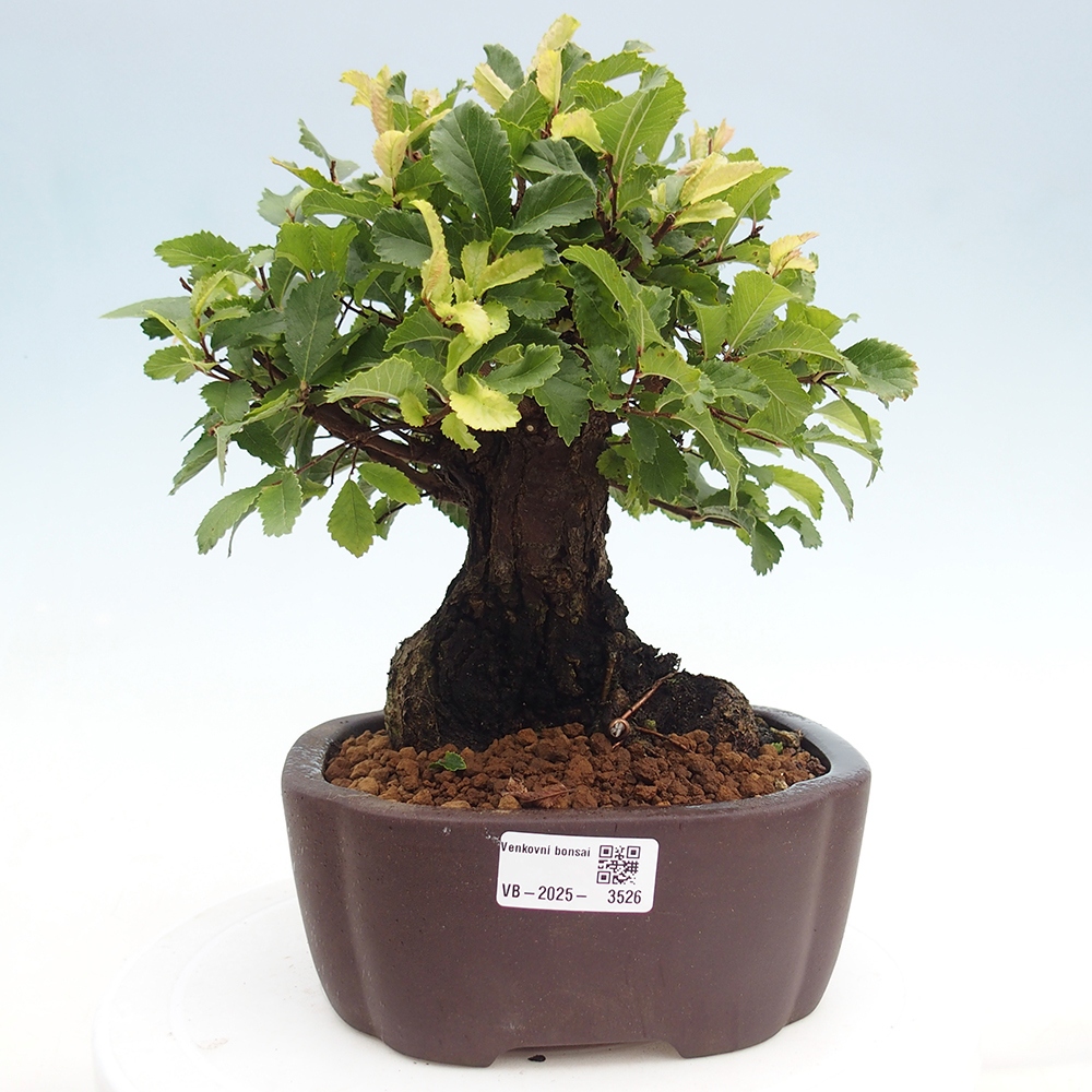 Bonsai na zewnątrz - Zelkova - Zelkova serrata