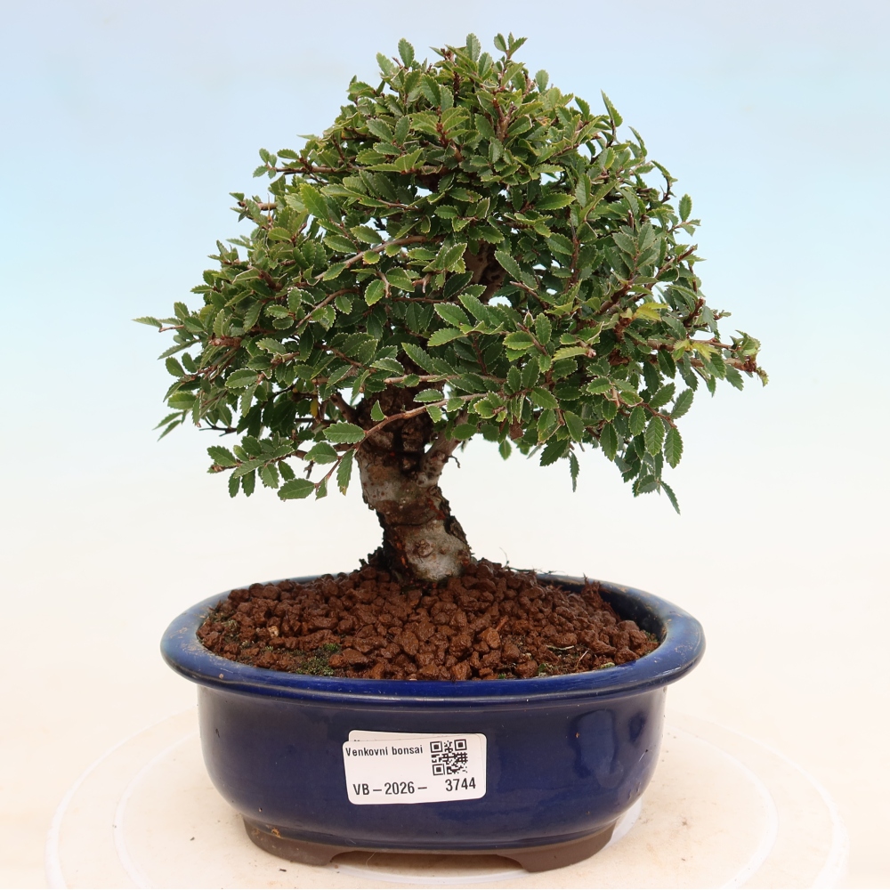 Bonsai zewnętrzne - Zelkova - Zelkova NIRE