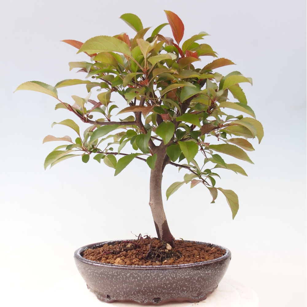 Bonsai zewnętrzne - Malus domowy - Jabłoń czerwonolistna o drobnych owocach
