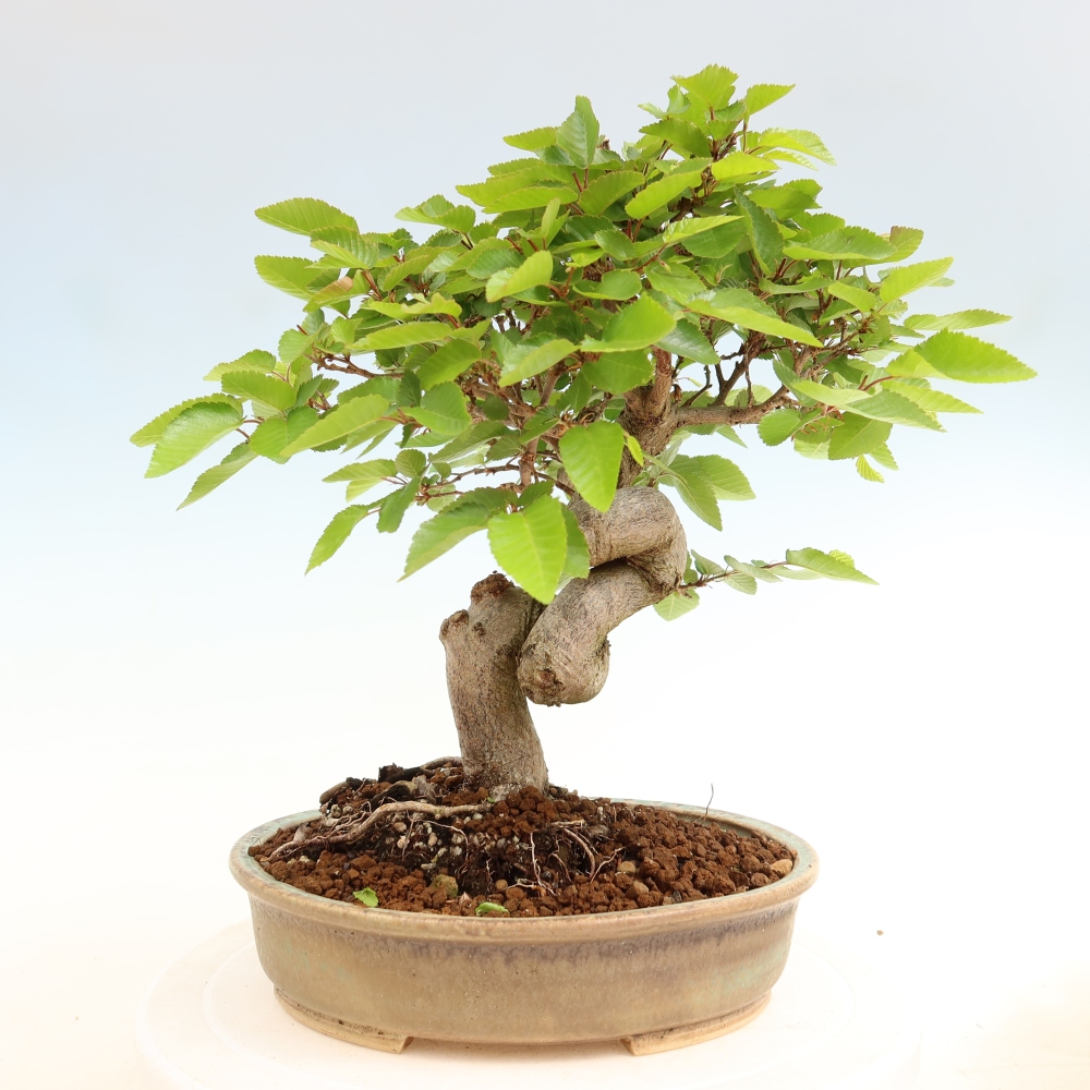 Outdoor bonsai - Carpinus coreana - grab koreański