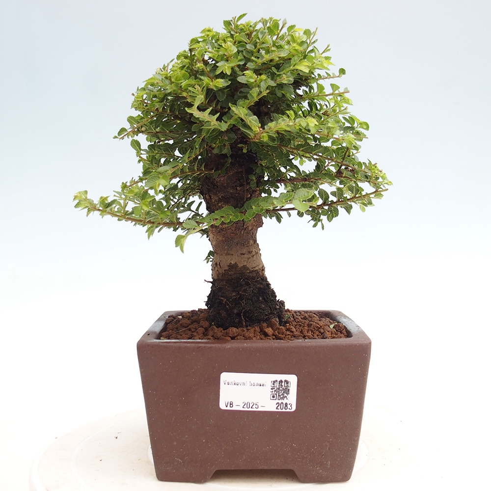 Bonsai zewnętrzne - Ulmus parvifolia Hokkaido - wiąz chiński