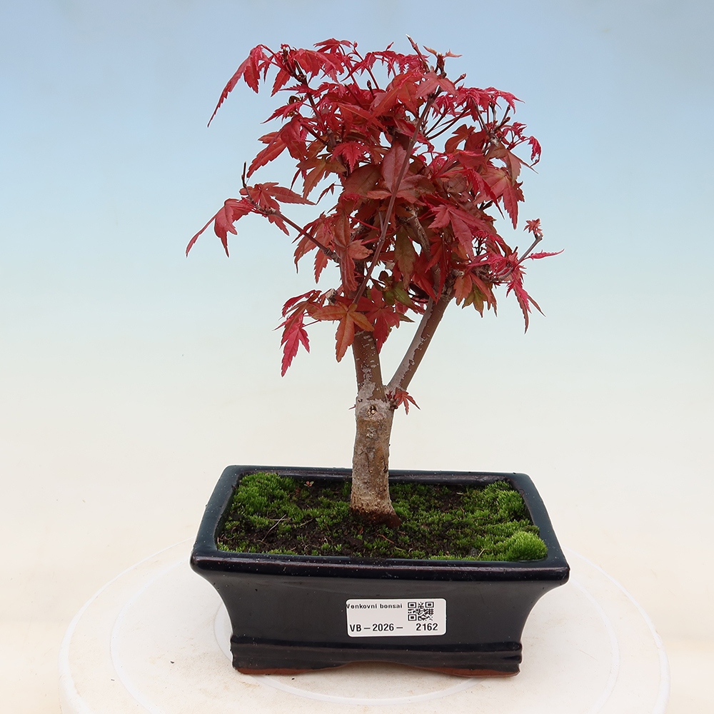 Outdoor bonsai - Acer palmatum DESHOJO