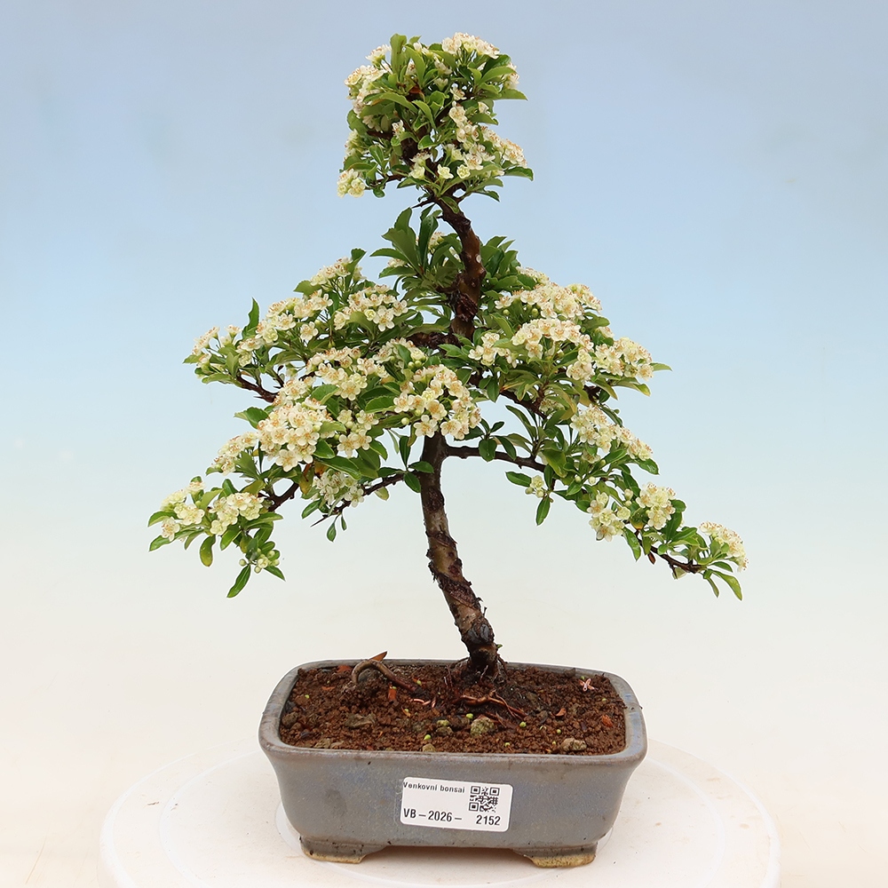 Bonsai ogrodowe – Pyracantha teton – ognik szkarłatny