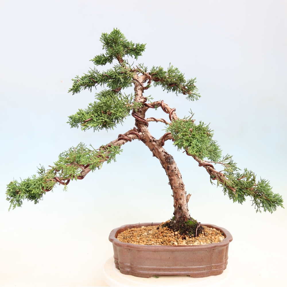 Outdoor bonsai - Juniperus chinensis Kishu