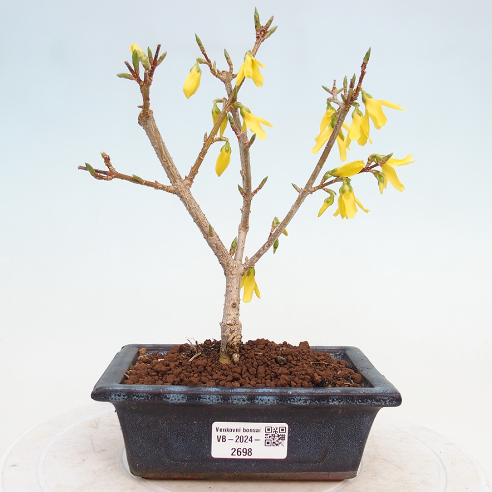 Bonsai plenerowe - Forsythia - Forsythia intermedia 