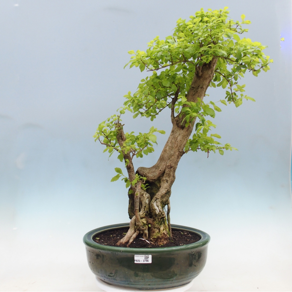 Bonsai pokojowe - Duranta erecta Aurea - WYŁĄCZNIE ODBIÓR OSOBISTY lub transport paletowy