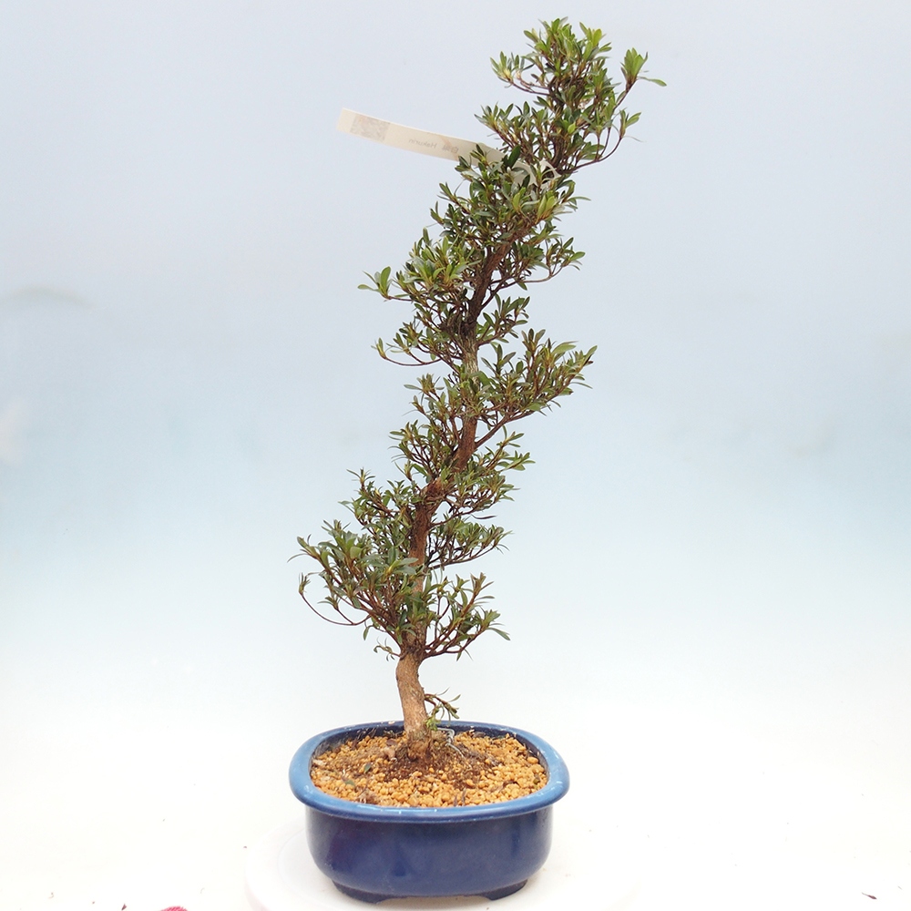 Bonsai zewnętrzne - Azalia japońska - Azalia Hakurin