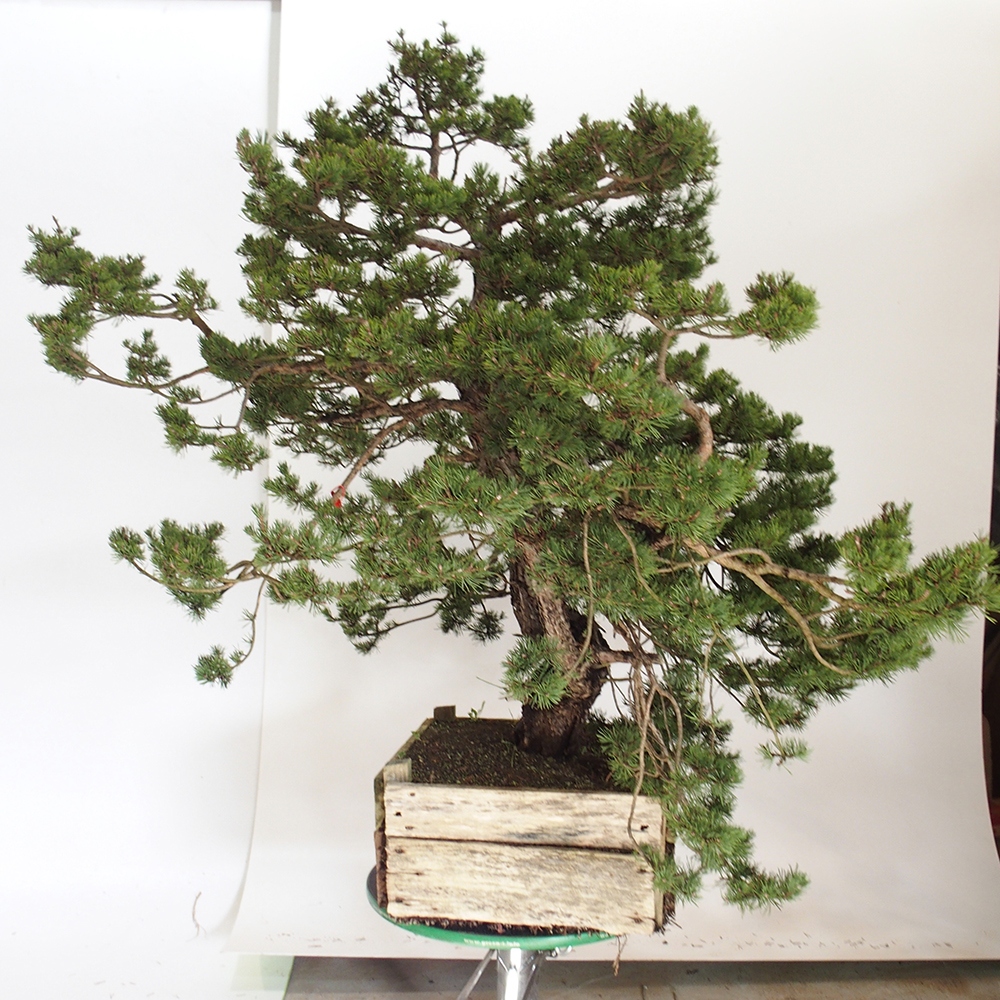 Yamadori - Pinus sylvestris Hiszpania