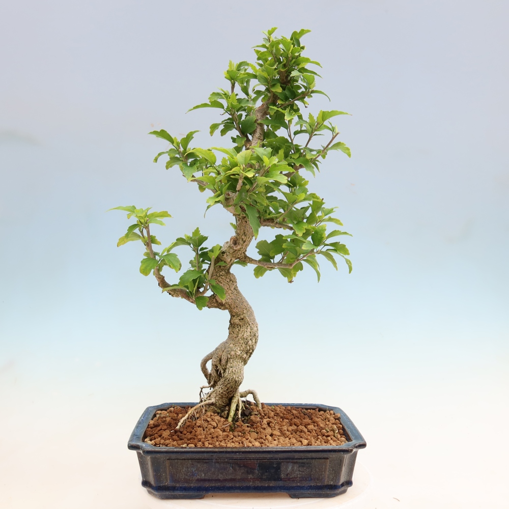Bonsai ogrodowe – Hibiscus syriacus – hibiskus syryjski
