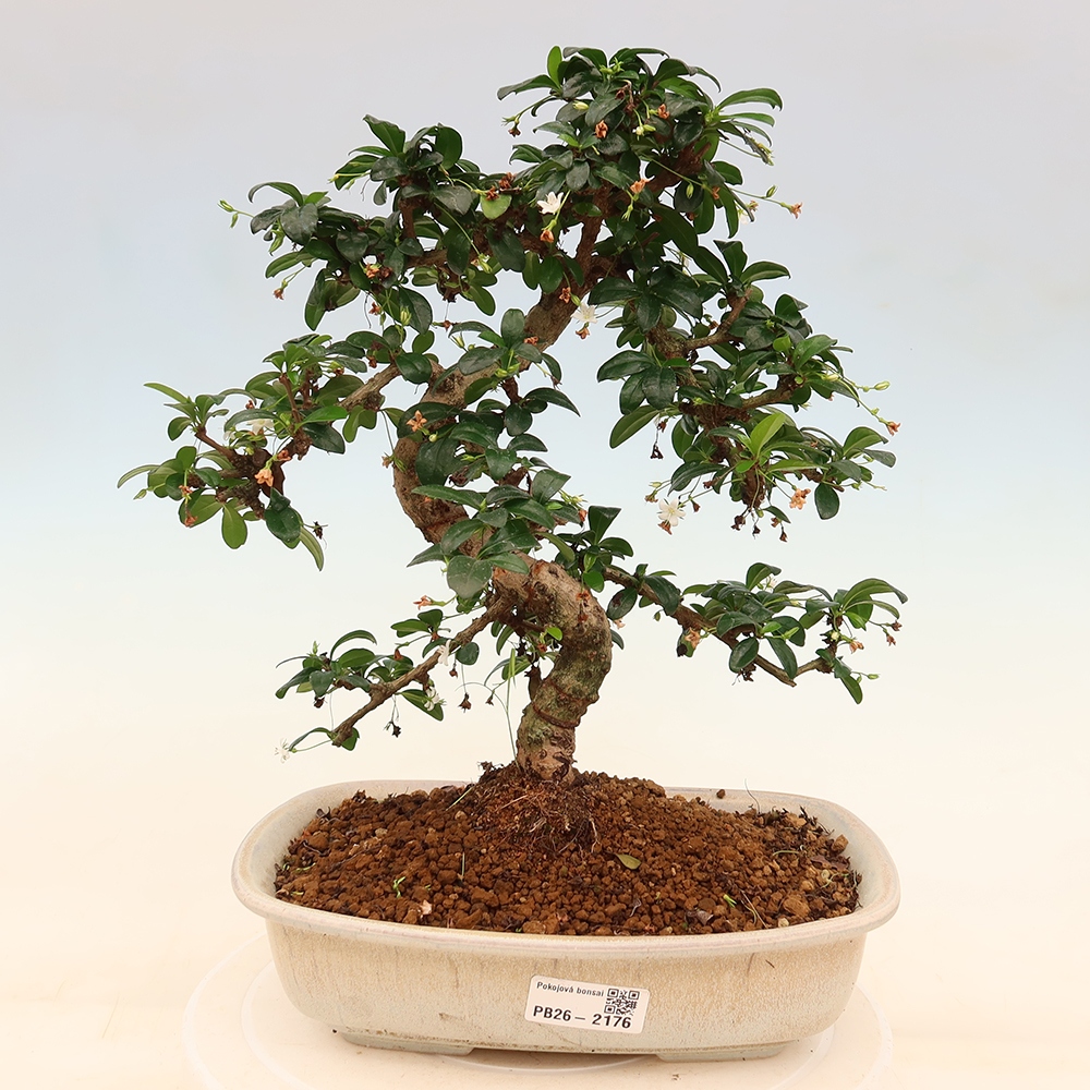 Bonsai pokojowe - Carmona macrophylla - Tea fuki