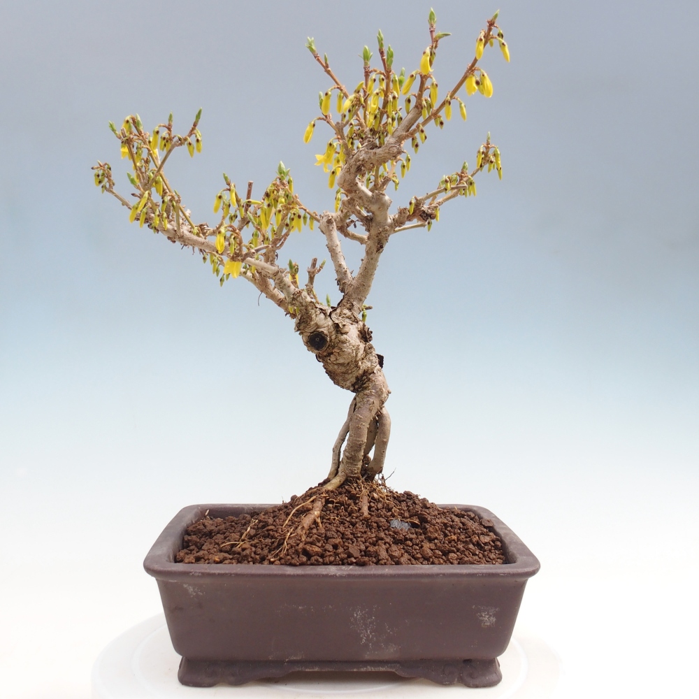 Outdoor bonsai - Zlatice - Forsycja koreańska