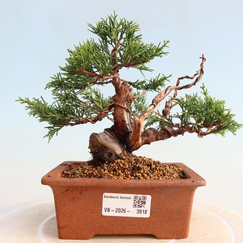 Outdoor bonsai - Juniperus chinensis Itoigawa - Jałowiec chiński