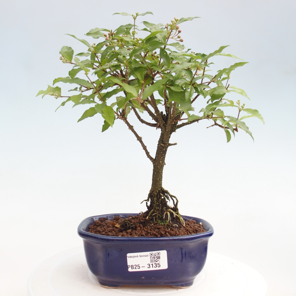 Bonsai pokojowe - Malpighia coccigera - Wiśnia Barbdorska