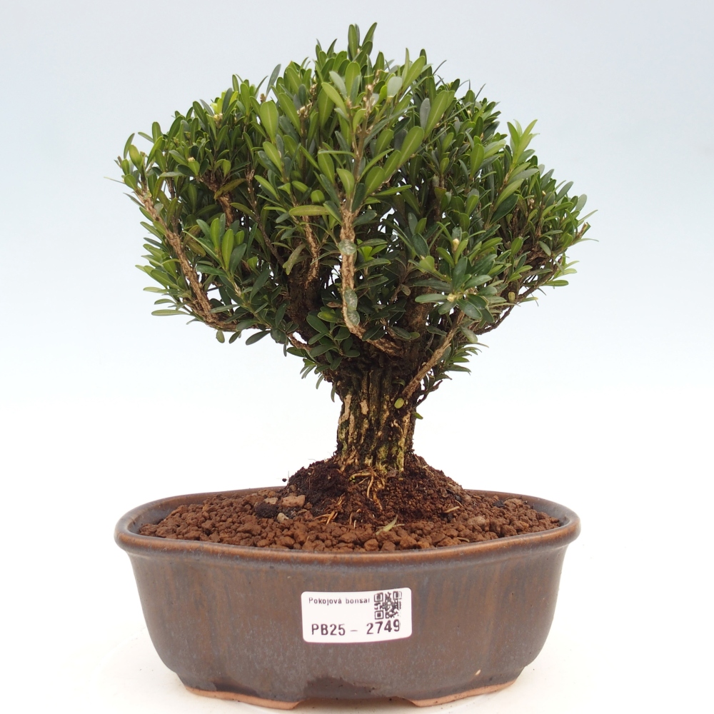Kryty bonsai - Buxus harlandii - Bukszpan korkowy