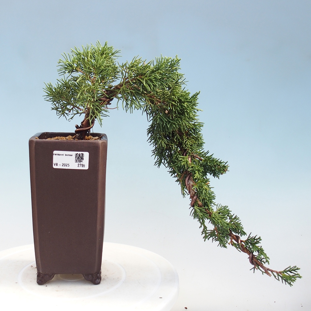 Bonsai zewnętrzne - Juniperus chinensis Kishu - Jałowiec chiński