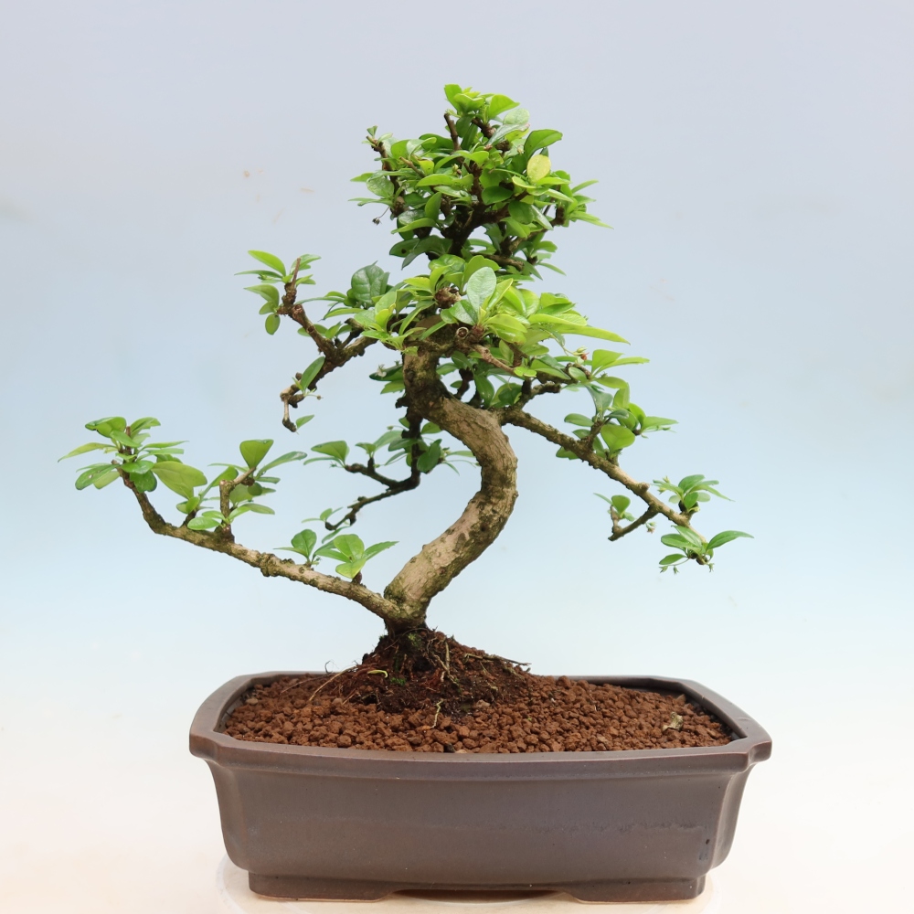 Bonsai pokojowe - Carmona macrophylla - Tea fuki
