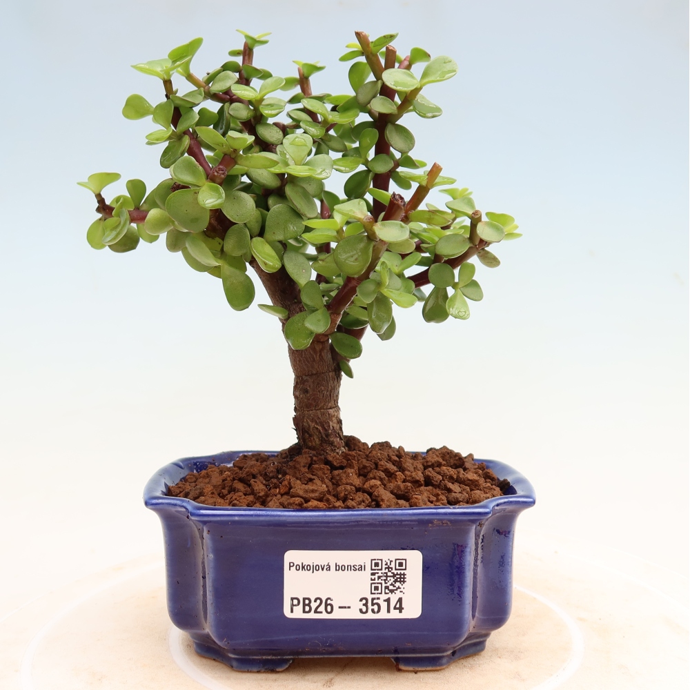 Pokój bonsai - Portulakaria Afra - Tlustice