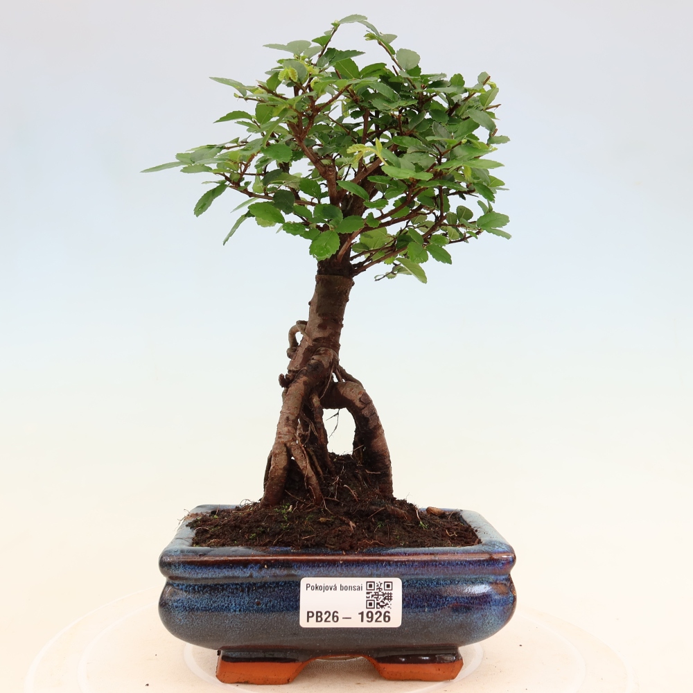 Pokój bonsai - Ulmus parvifolia - Wiąz drobnolistny