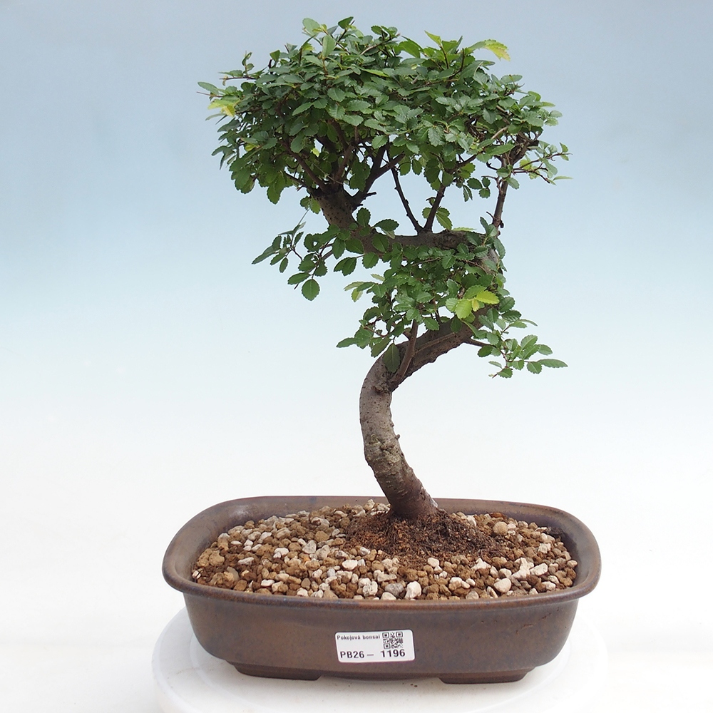 Pokój bonsai - Ulmus parvifolia - Wiąz drobnolistny