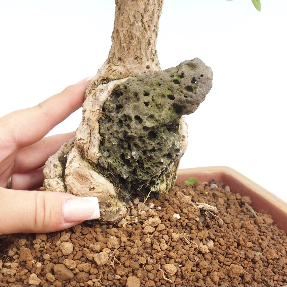 Bonsai zewnętrzne - Berberis coreana
