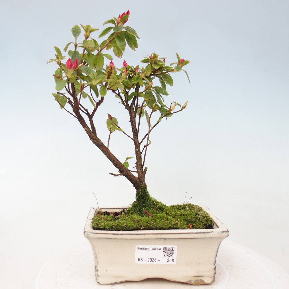 Outdoor bonsai - Azalia japońska - Azalea sp.