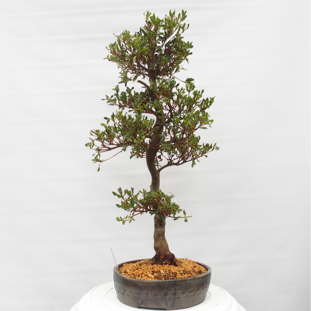 Bonsai zewnętrzne - Azalia japońska - Azalia CHIHIRO