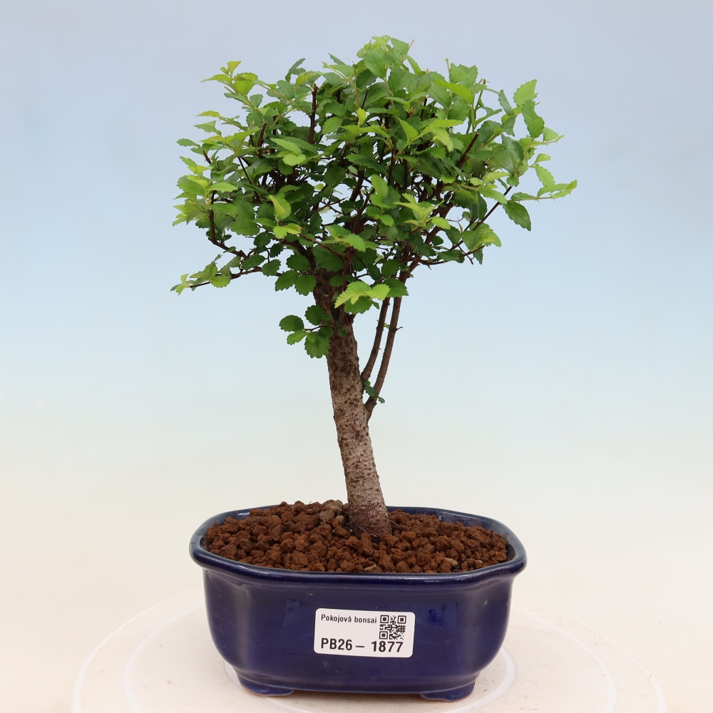 Pokój bonsai - Ulmus parvifolia - Wiąz drobnolistny