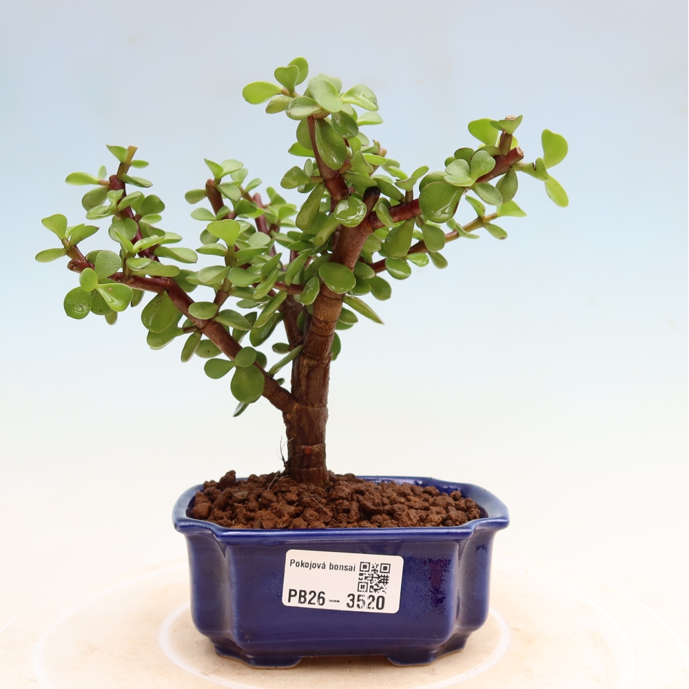 Pokój bonsai - Portulakaria Afra - Tlustice