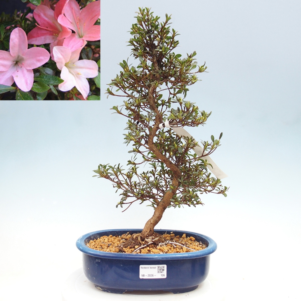 Bonsai zewnętrzne - Azalia japońska - Azalia Nikko