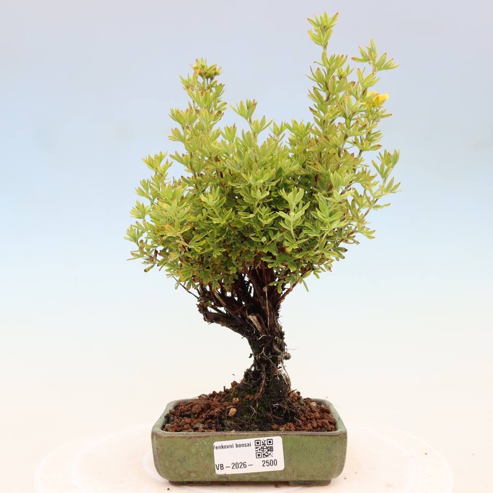 Bonsai zewnętrzne - Potentila fruticosa
