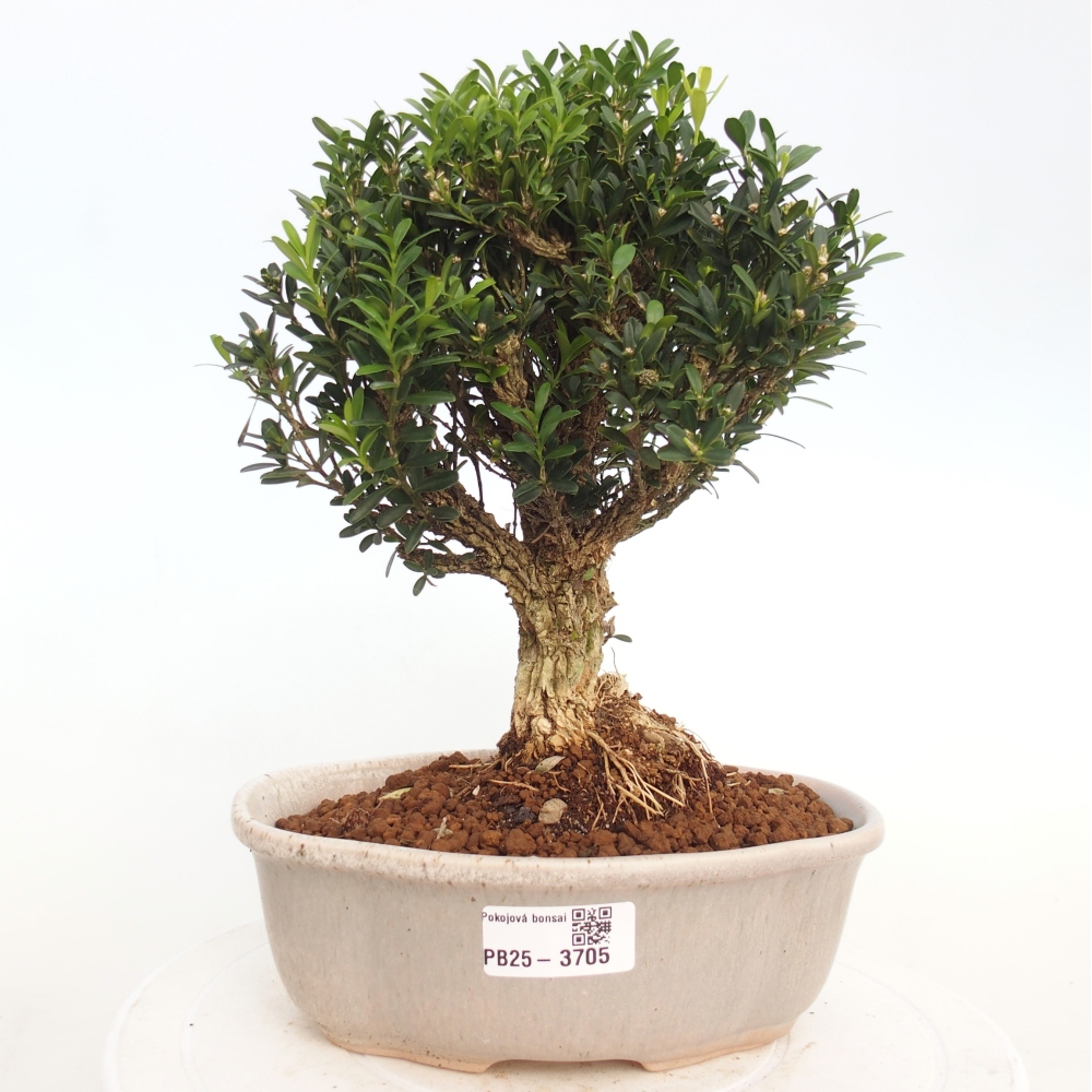 Kryty bonsai - Buxus harlandii - Bukszpan korkowy