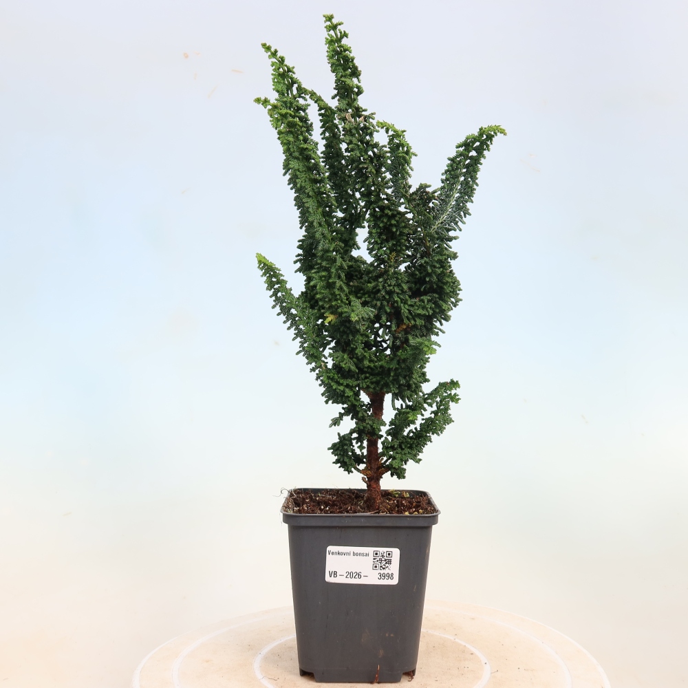 Bonsai zewnętrzne - Cham. obtusa SEKKA HINOKI - Cyprys