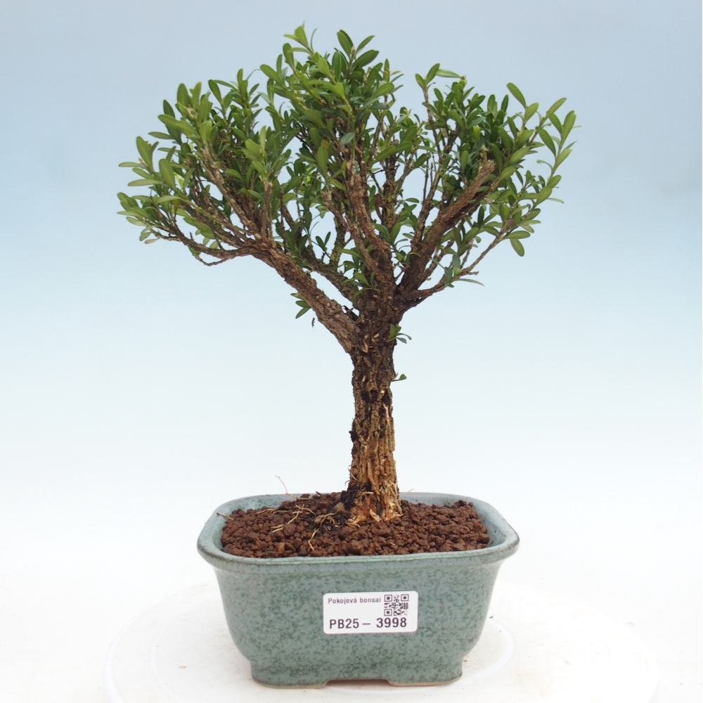 Pokój bonsai - Buxus harlandii - buxus korkowy