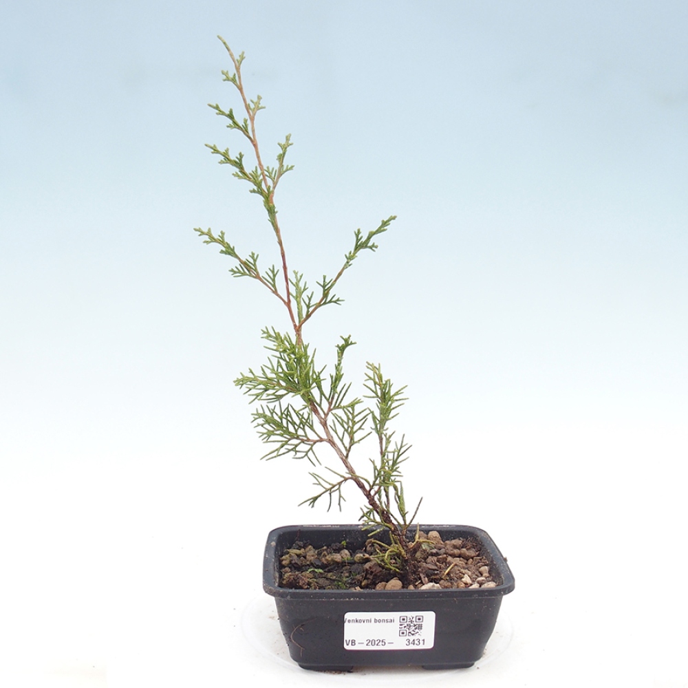 Outdoor bonsai - Juniperus chinensis Itoigawa