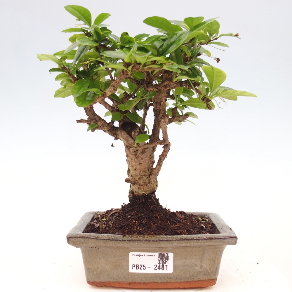 Bonsai wewnętrzne - Carmona makrophylla - Herbata Fuki