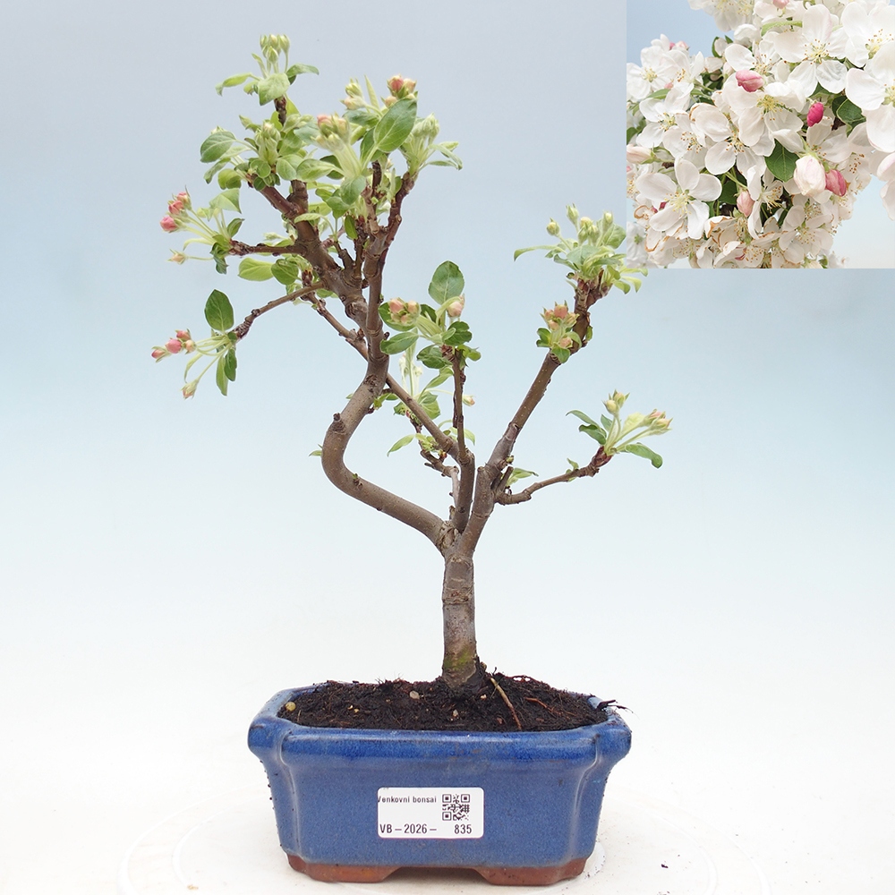 Outdoor bonsai - Malus halliana - Jabłoń drobnoowocowa