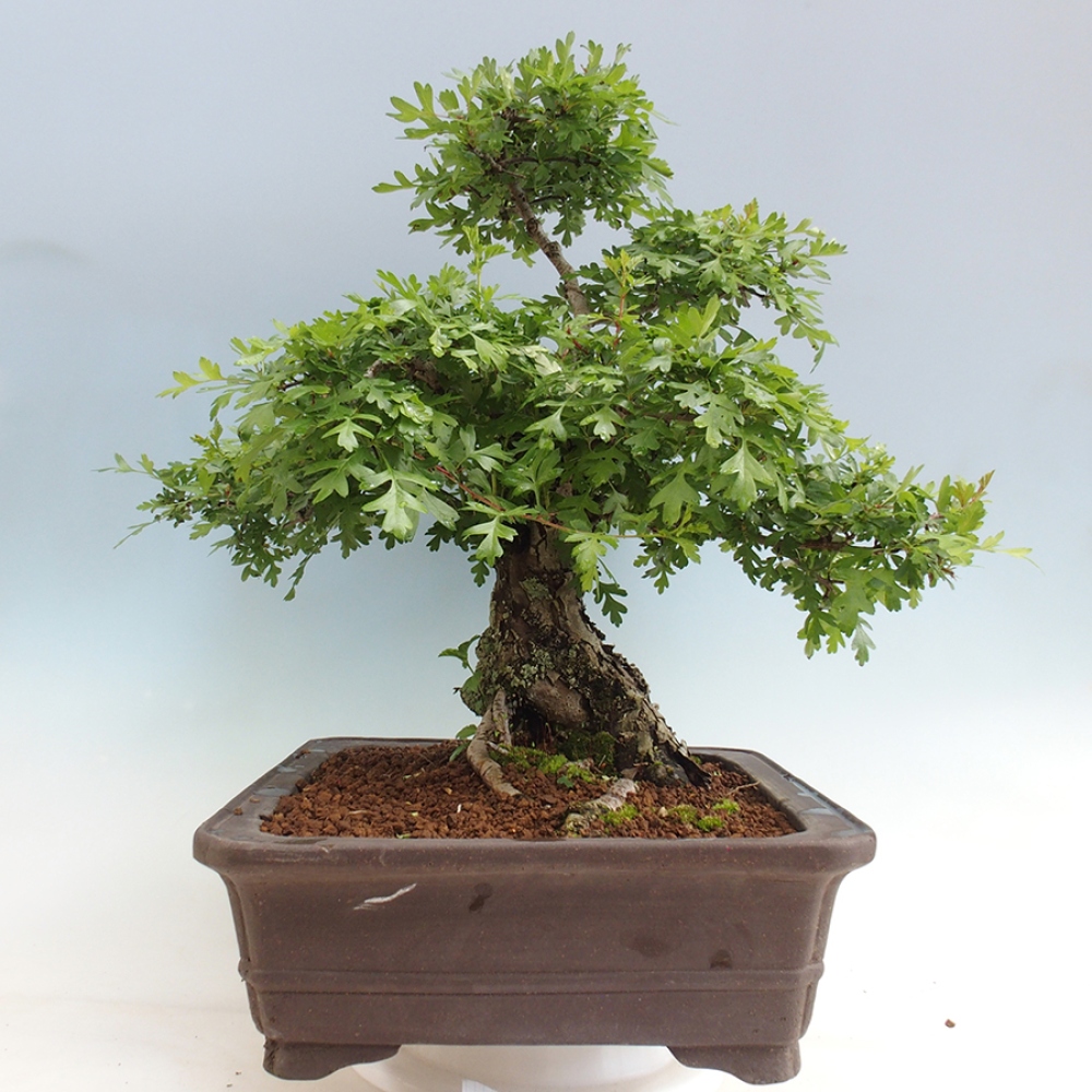 Bonsai zewnętrzne - Głóg - Crataegus monogyna