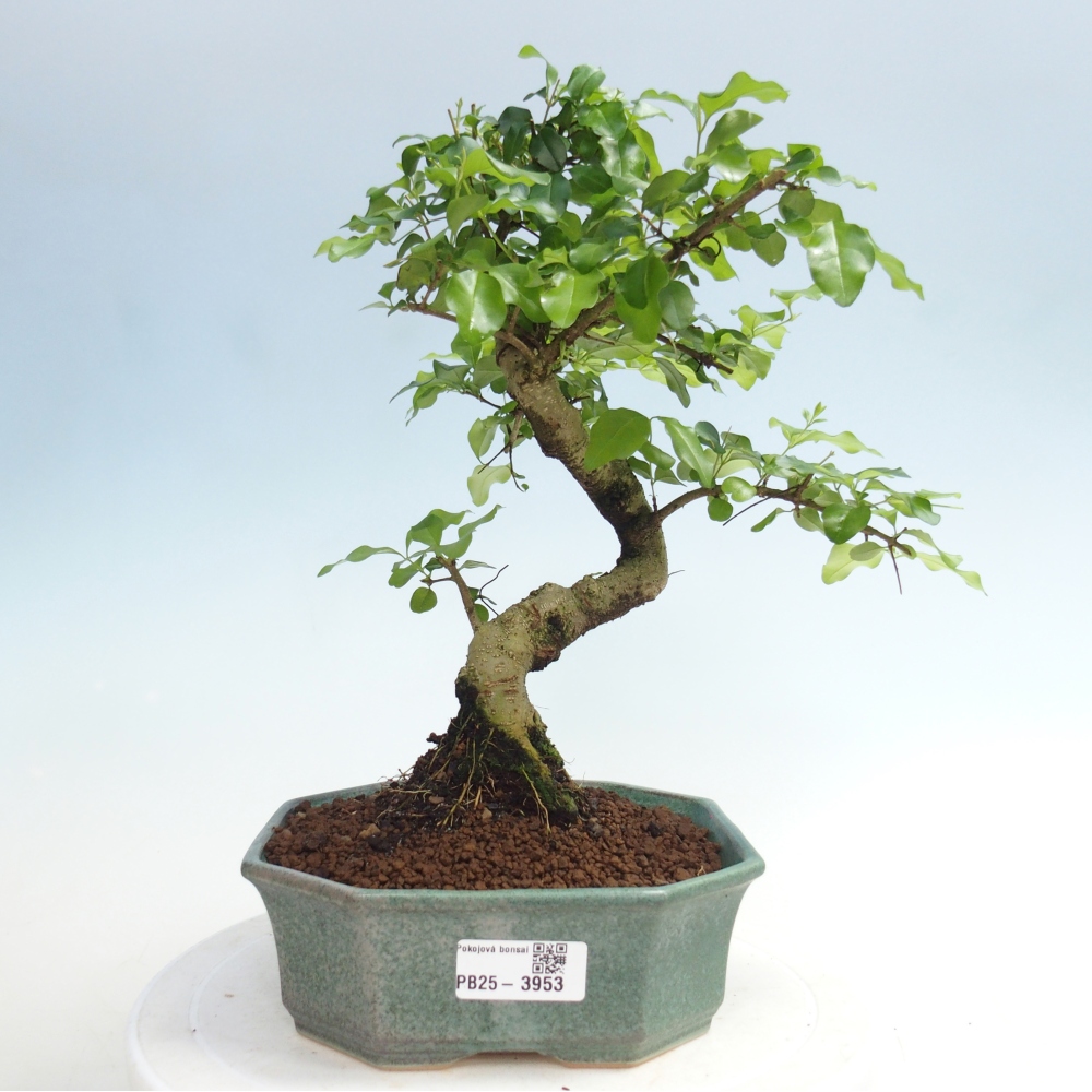 Pokój bonsai - Ligustrum chinensis - Dziób ptaka