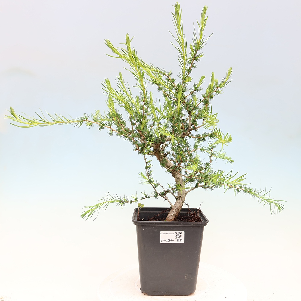 Bonsai zewnętrzne - Larix decidua - Modrzew