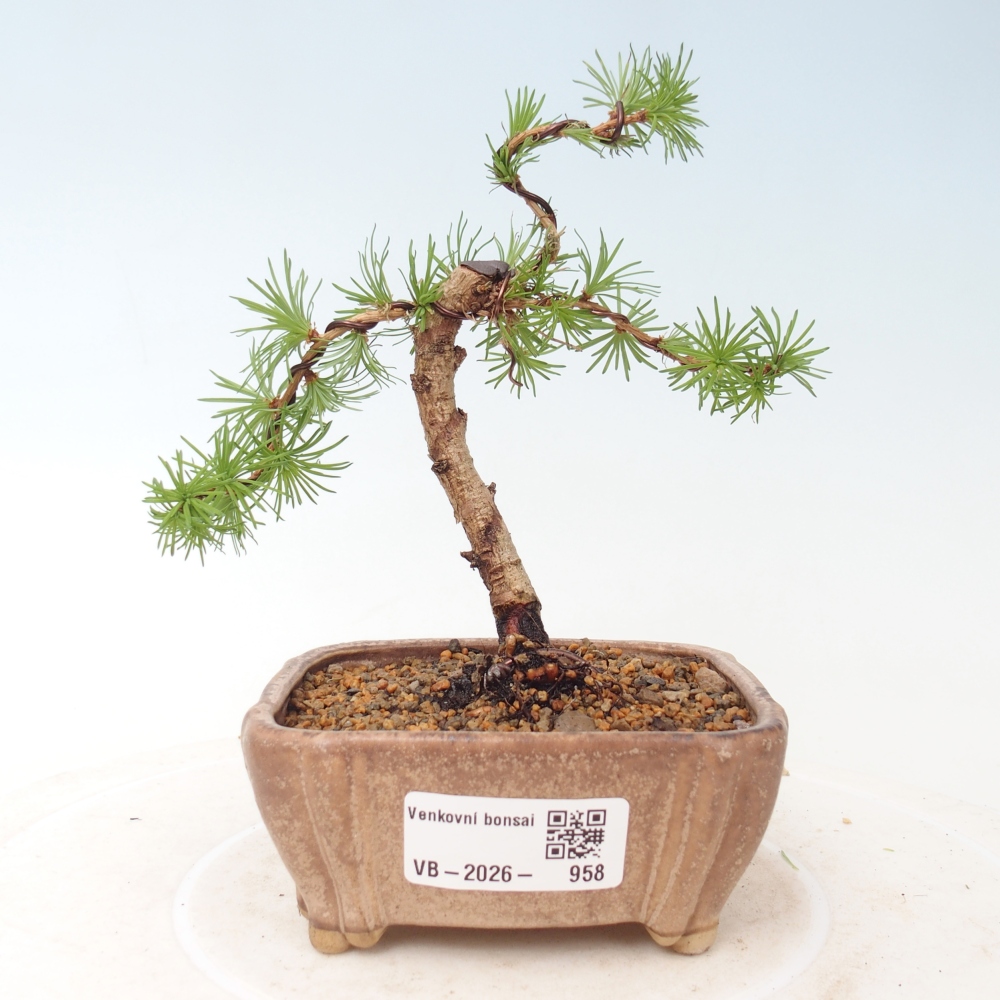Outdoor bonsai - Larix Kaempferi - Modrzew japoński